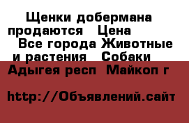 Щенки добермана  продаются › Цена ­ 45 000 - Все города Животные и растения » Собаки   . Адыгея респ.,Майкоп г.